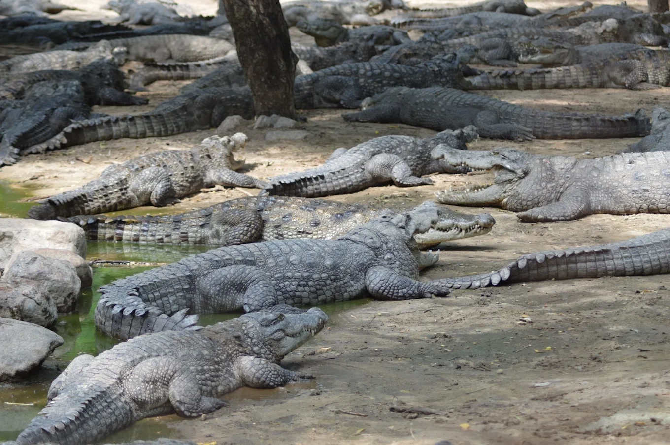Madras Crocodile