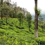 First view of tea plantationsmin