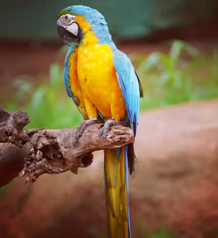 Yelagiri sightseeing