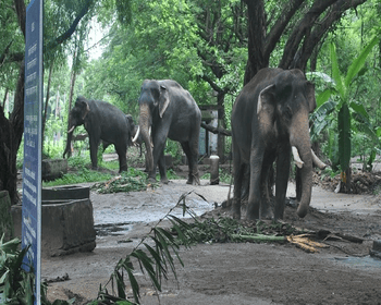 Elephant Camp at Guruvayur