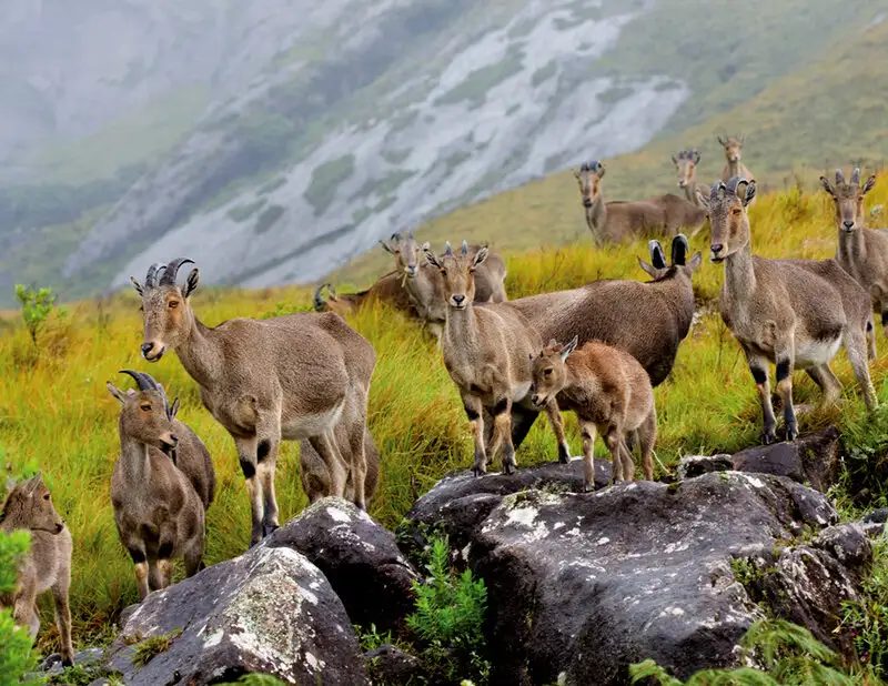 The rich biodiversity and rolling grasslands of Eravikulam National Park