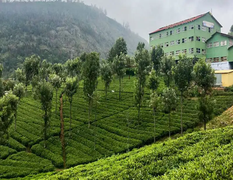 Highfield Tea Factory in Coonoor, showcasing tea production