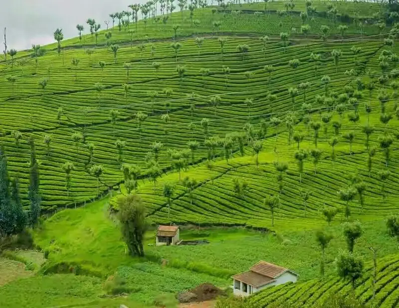 Scenic view of tea plantations in Ooty, surrounded by hills