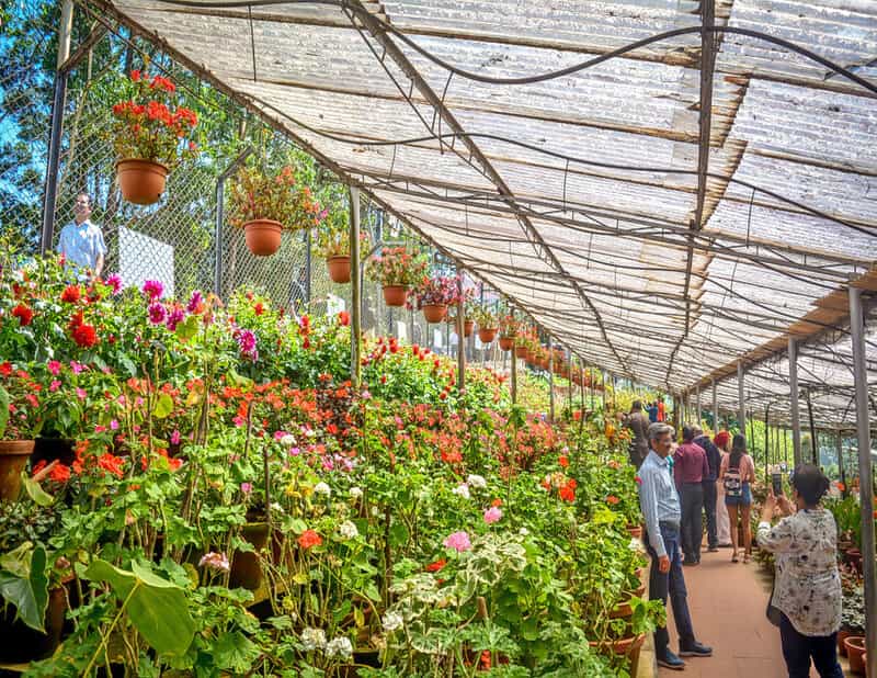 The vibrant and colorful roses in full bloom at Rose Garden