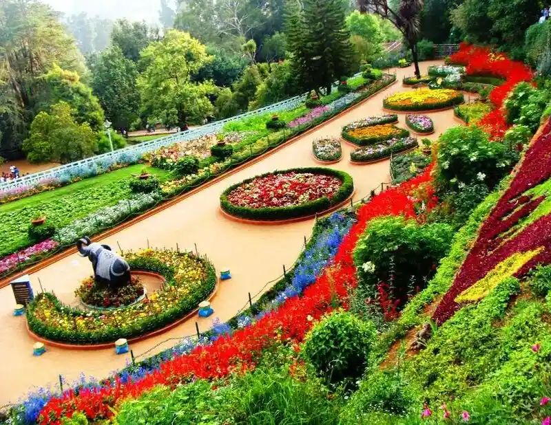 Colorful roses in bloom at Rose Garden, Ooty