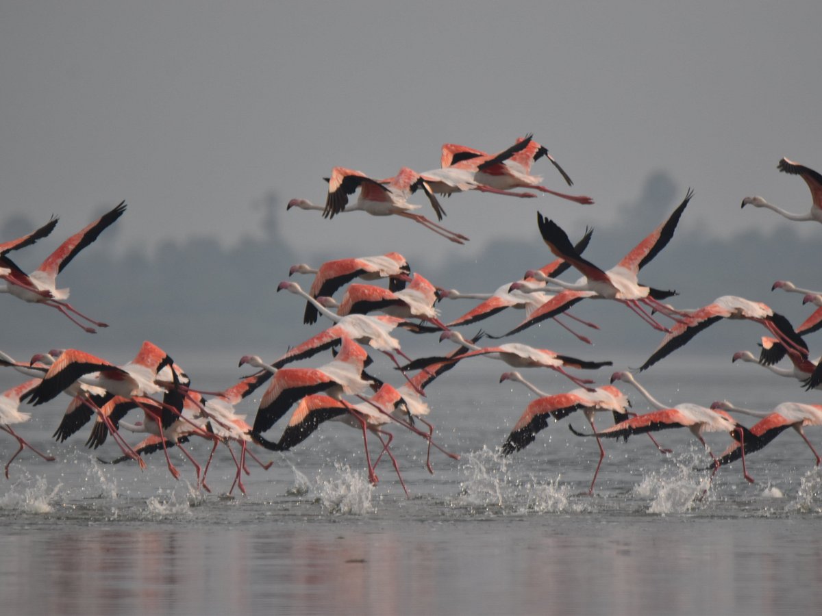 Pulicat Lake Bird Sanctuary